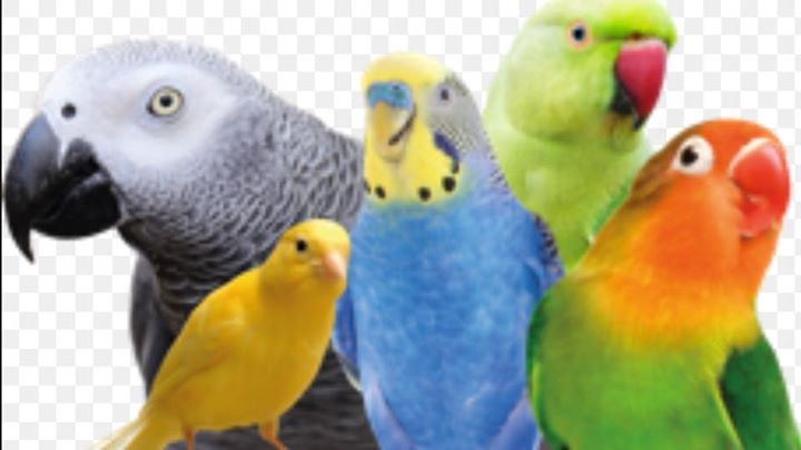 bird in a cage